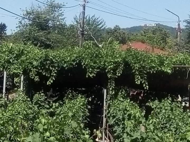 Cottage And Gigo Papa'S Wine Cellar Kvareli Exterior photo