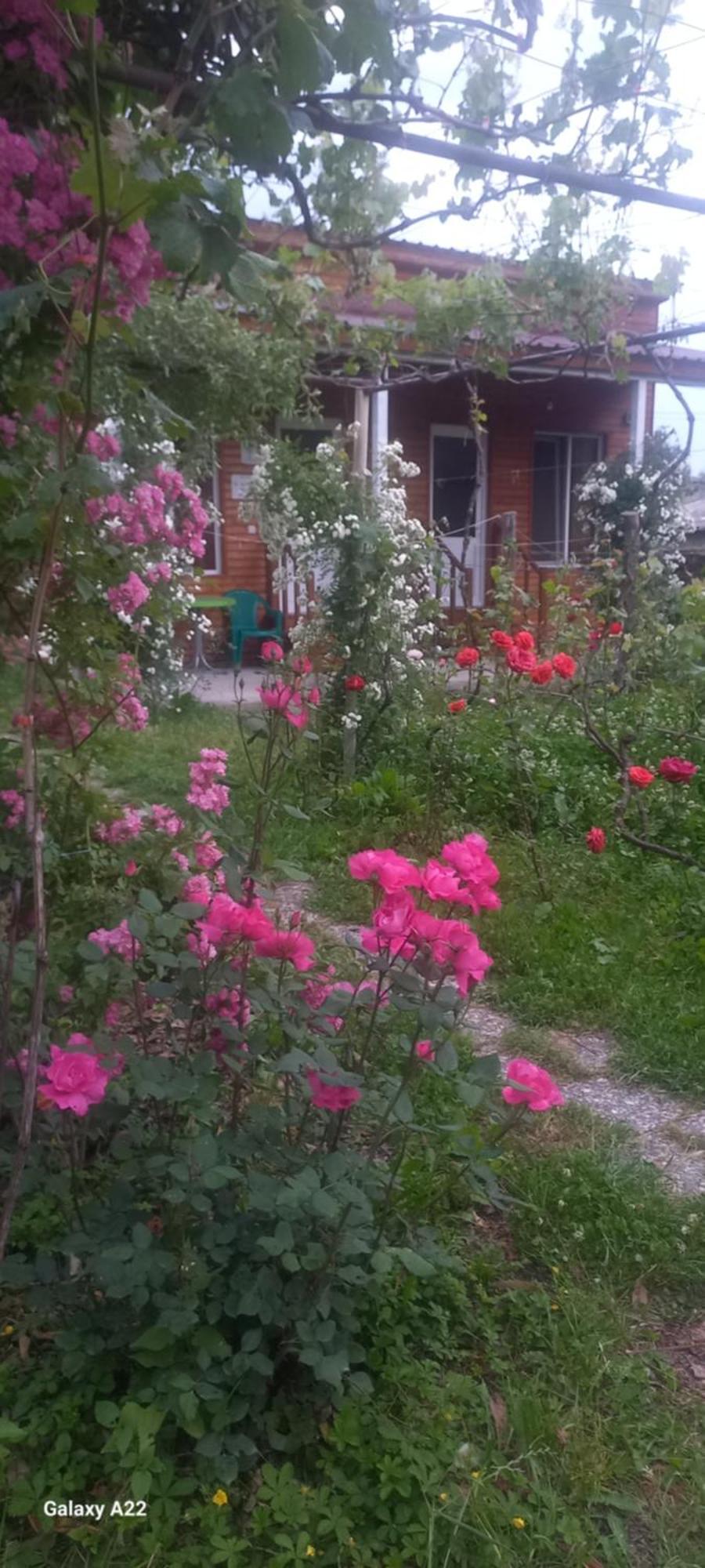 Cottage And Gigo Papa'S Wine Cellar Kvareli Exterior photo